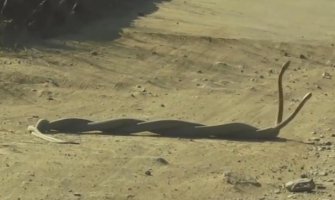 Borba najsmrtonosnijih zmija na svijetu (VIDEO)