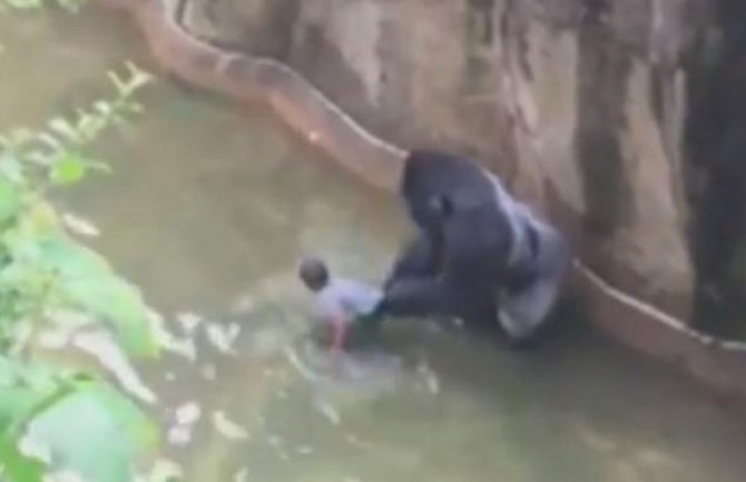 Četvorogodišnji dječak upao u jarak sa životinjama, jedan majmun ubijen (VIDEO)