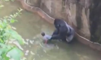 Da li je gorila Harambe morao da umre?(VIDEO)