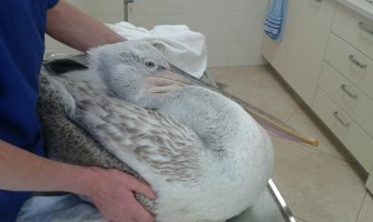 Skadarsko jezero: Uspješno zbrinut povrijeđeni pelikan