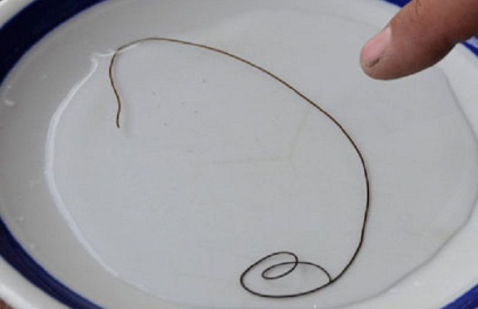 Nikšićani zabrinuti: Konjska dlaka iz česme