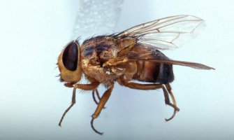 Tropska bolest koja se munjevito širi:  Laišmanijaza - oboljenje truljenja tijela