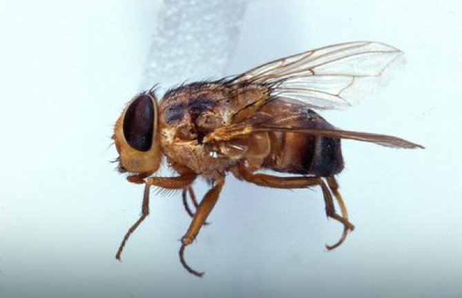 Tropska bolest koja se munjevito širi:  Laišmanijaza - oboljenje truljenja tijela