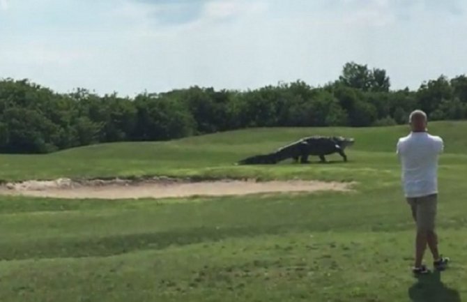 Na Floridi snimljen najveći aligator na svijetu (Video)