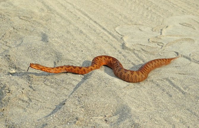 Crveni poskok Ade Bojane svjetski fenomen, njegovu ljepotu porede sa šarenolikim koralnim grebenima