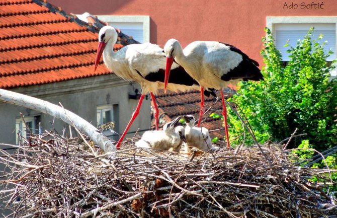 Roda Perka ipak stigla u Berane