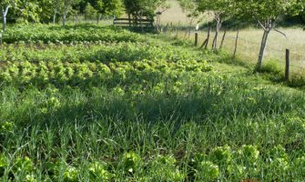 Ljubomir Đurović vlasnik najljepše agro-eko bašte 