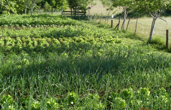 Ljubomir Đurović vlasnik najljepše agro-eko bašte 