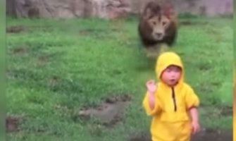 Drama u zološkom vrtu: Lav nasrnuo na dijete (VIDEO)