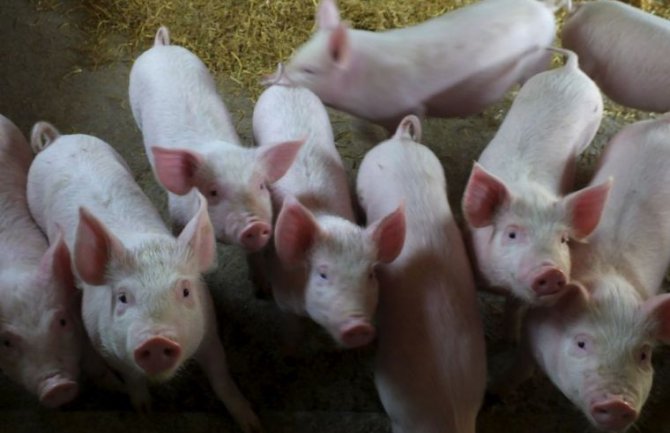 SAD: Ubrizgavanjem DNK 