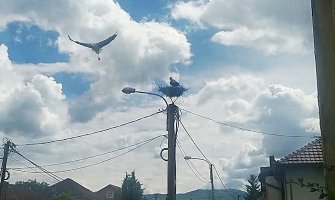 Berane: Roda Perka se ipak nije vratila