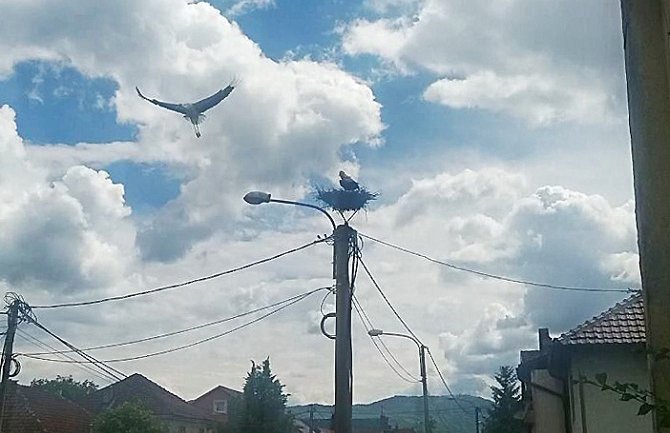 Berane: Roda Perka se ipak nije vratila