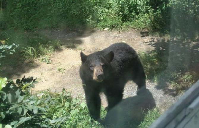 Hladnokrvni Rus nije ni trepnuo kada mu je prišao mrki medvjed (VIDEO)