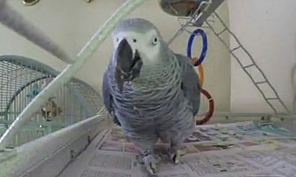 Papagaj jedini svjedok ubistva i sad konstantno ponavlja ove riječi