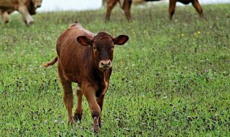 Zbog rizika od zarazne bolesti kvrgava koža, zabranjen uvoz goveda