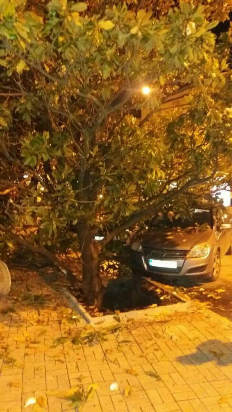 575db40036dc40b0b1f11046b0765237bd2previewOrg