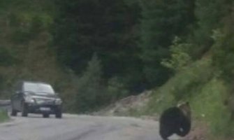 Medvjed projurio na Graničnom prelazu Kula u Rožajama
