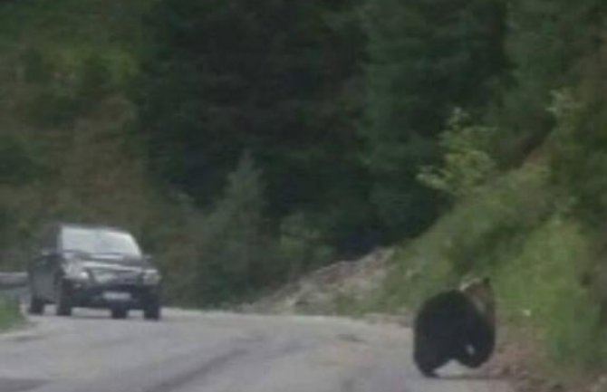 Medvjed projurio na Graničnom prelazu Kula u Rožajama
