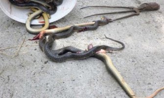 Horor: Iseljeni iz kuće nakon što je pronađeno 300 zmija u dječijim krevetima!