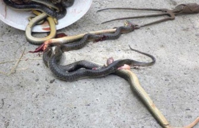 Horor: Iseljeni iz kuće nakon što je pronađeno 300 zmija u dječijim krevetima!