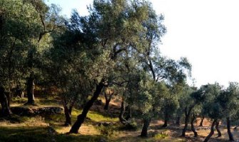  Loše atmosferske prilike uništile rod na maslinjacima u Ulcinju