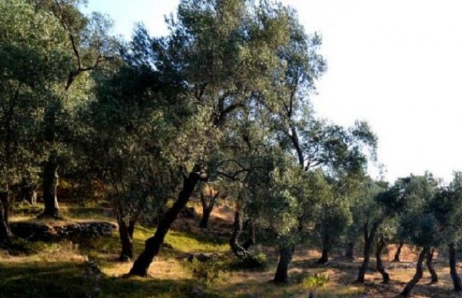  Loše atmosferske prilike uništile rod na maslinjacima u Ulcinju