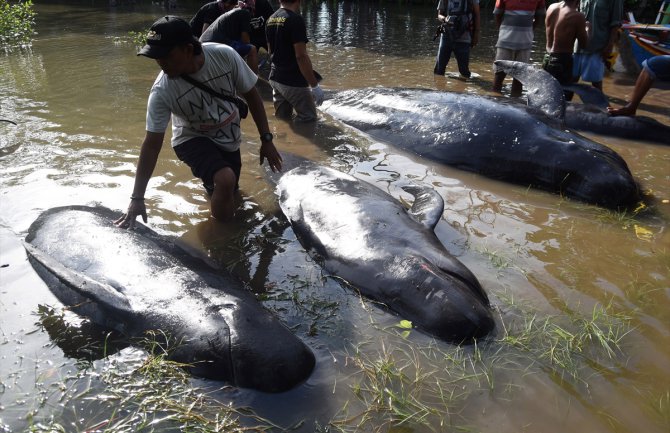 Nasukalo se 30 kitova, deset uginulo (FOTO)
