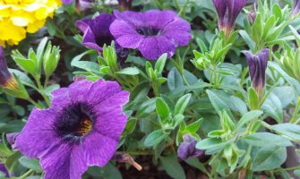 Oblačno, mjestimično kiša, do 25 stepeni