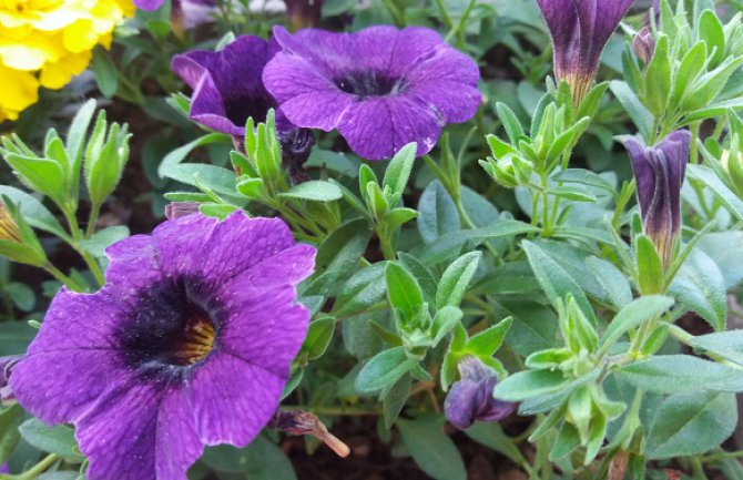 Oblačno, mjestimično kiša, do 25 stepeni