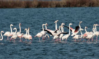 Na Ulcinjskoj solani registrovano preko 16.000 različitih ptica