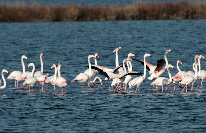 Na Ulcinjskoj solani registrovano preko 16.000 različitih ptica