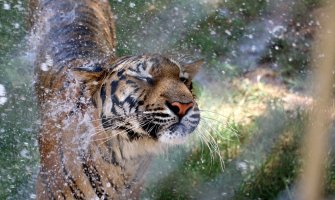Narandžasti alarm danas i sjutra: Velike vrućine, temperatura do 37 stepeni!