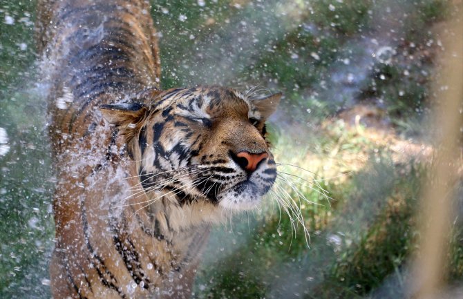 Narandžasti alarm danas i sjutra: Velike vrućine, temperatura do 37 stepeni!