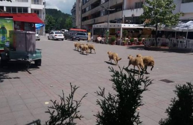 Berane: Ovce prošetale korzom (FOTO)