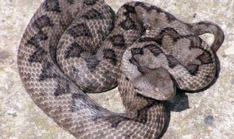 Podgoričanin na terasi kuće ubio poskoka