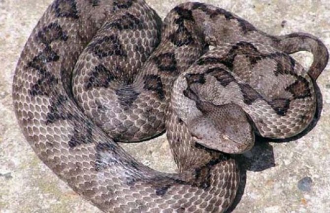 Podgoričanin na terasi kuće ubio poskoka