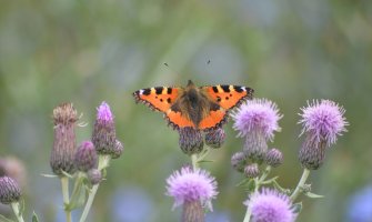 Danas pretežno sunčano, do 34 stepena