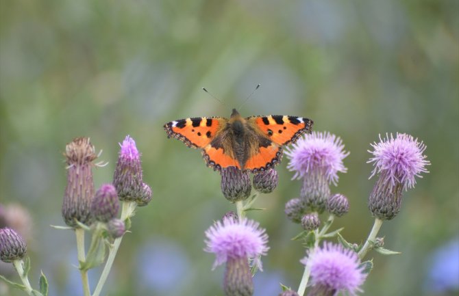 Danas pretežno sunčano, do 34 stepena