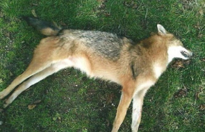 Pljevlja: Šakali napadaju ovce i srne