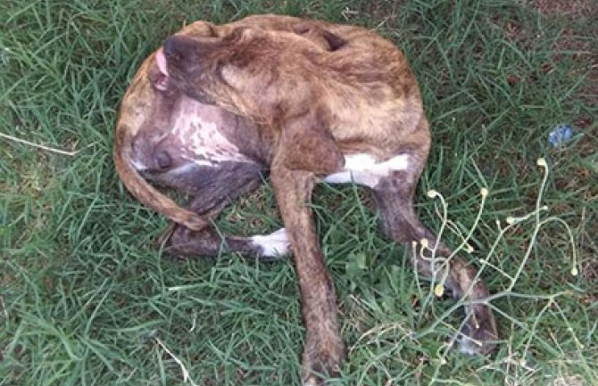 TUGA: Potrebna pomoć teško ranjenom psu!