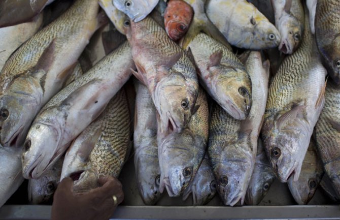 Godišnja potrošnja ribe po osobi premašila 20 kilograma