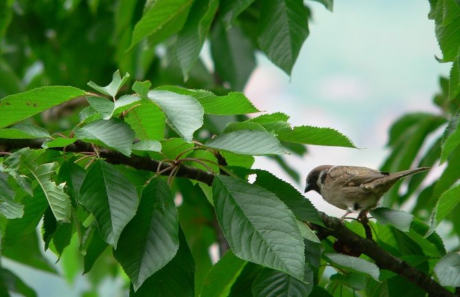 Danas pretežno sunčano i veoma toplo