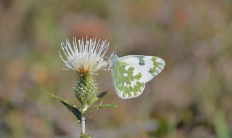 Evo kakvo nas vrijeme očekuje za dane vikenda