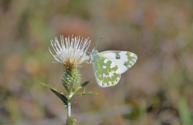 Evo kakvo nas vrijeme očekuje za dane vikenda