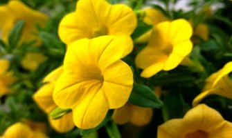 Temperature rastu, evo kad vas očekuje paklena vrućina