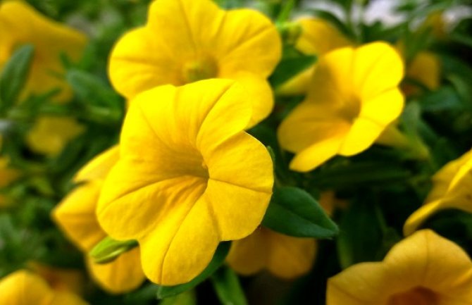 Temperature rastu, evo kad vas očekuje paklena vrućina