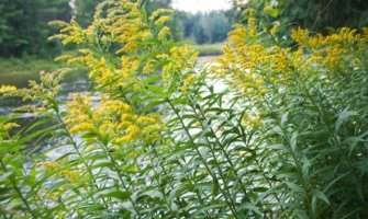 Ambrozija česta pored crnogorskih puteva, izaziva više od polovine polenskih alergija