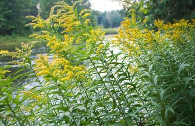 Ambrozija česta pored crnogorskih puteva, izaziva više od polovine polenskih alergija