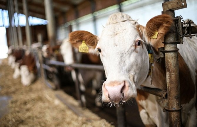 Bolest kvrgave kože goveda potvrđena i u Bijelom Polju