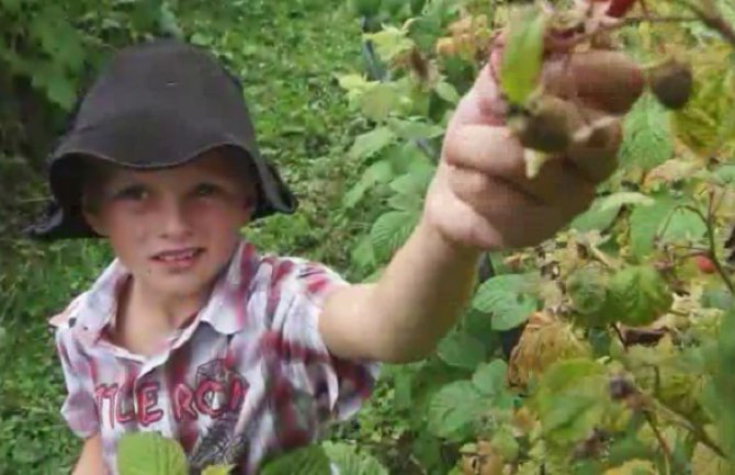 Osmogodišnjak  prodaje maline da bi kupio knjige